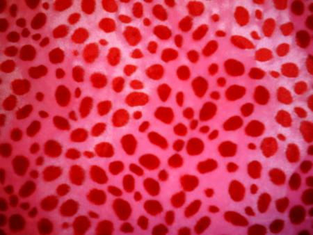 leopard rose3